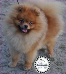 Australian Champion Dochlaggie Dont Stop Lookin