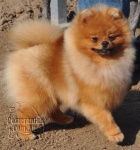 Australian Champion Dochlaggie Dont Stop Lookin