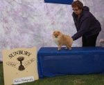 Australian Champion Dochlaggie Dancin Tina 