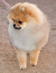 Australian Champion Dochlaggie Dancin Tina 