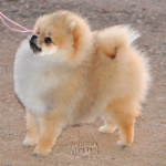 Australian Champion Dochlaggie Dancin Tina 