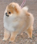 Australian Champion Dochlaggie Dancin Tina 