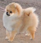 Australian Champion Dochlaggie Dancin Tina 