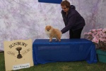 Australian Champion Dochlaggie Dancin Tina 