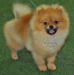 Australian Champion Dochlaggie Double Dare pictured here as a puppy