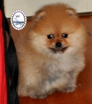 Dochlaggie Diamond Double 