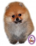 Dochlaggie Diamond Double 