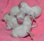 white Dochlaggie pomeranian puppies