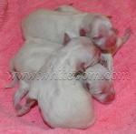 amadegepups.jpg