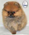 Dochlaggie pomeranian puppy