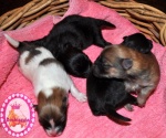 Dochlaggie pomeranian puppies