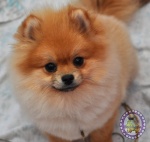 Dochlaggie pomeranian puppy