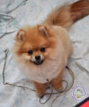 Dochlaggie pomeranian puppy