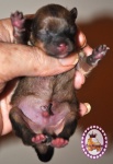 Dochlaggie pomeranian puppy