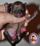 Dochlaggie pomeranian puppy