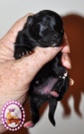 Black Dochlaggie Pomeranian puppy