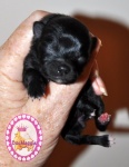 Black Dochlaggie Pomeranian puppy