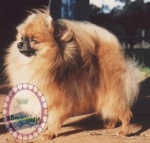 Australian Champion Dochlaggie Dark Gem 