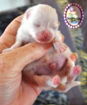 white Dochlaggie Pomeranian puppy