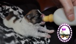 parti Dochlaggie Pomeranian puppy