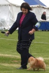 Champion Dochlaggie Dew Drop handled by Denise to Best of Breed at the Spring Fair