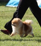 Champion Dochlaggie Dew Drop