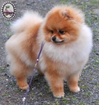 Dochlaggie Diamond Double pictured here at 7 months.