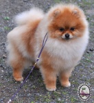 Dochlaggie Diamond Double pictured here at 7 months.