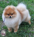Dochlaggie Diamond Double pictured here at 7 months.