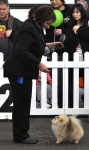 Izzy winning her class at the Royal Melbourne Show.