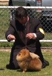 Australian Champion Dochlaggie Direct Ticket handled by Jarrod Tyler.