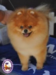 Champion Dochlaggie Done N Dusted handled by Jarrod Tyler