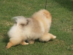 Champion Dochlaggie Done N Dusted on the move.