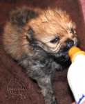 Dochlaggie Done N Dusted as a baby puppy drinking his bottle.