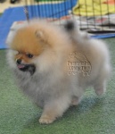 Dochlaggie Done N Dusted as a baby puppy.