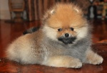 Dochlaggie Done N Dusted as a baby puppy.