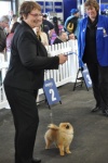 Australian Champion Dochlaggie Darn Hot winning Bitch Challenge at Royal Melbourne Show 2013