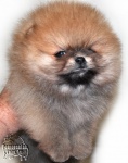 Dochlaggie Puppies