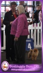 Dochlaggie Darn Hot winning Bitch Challenge at Royal Melbourne Show 2013