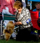 Dochlaggie Darn Hot after winning Bitch Challenge & Minor Puppy in Group at Sunbury Championship Dog Show 2013