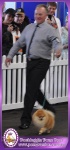 Champion Dochlaggie Done Deal pictured winning Reserve Challenge Dog and r/u Best of Breed at Royal Melbourne Show 2013