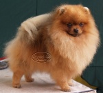 Australian Champion Dochlaggie Do Dazzle 