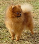 Australian Champion Dochlaggie Diamond Doll 