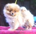Multi Biss Aust. Champion Dochlaggie Dazzlin Dream pictured as a puppy.