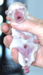 white dochlaggie puppy