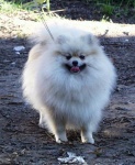 Australian Champion Dochlaggie Dazzlin Amber 