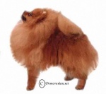 Australian Champion Dochlaggie Dazzlin Flash 
