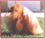 Australian Champion Dochlaggie Daffodil 