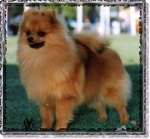 Australian Champion Dochlaggie Dusty’s Pride