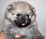 Cream sable Dochlaggie Pomeranian puppy